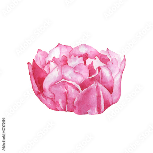 Peony flower bud isolated on white background. Watercolor hand drawing illustration of spring flower. Perfect for blog design, print, wedding card. Peony tulip.