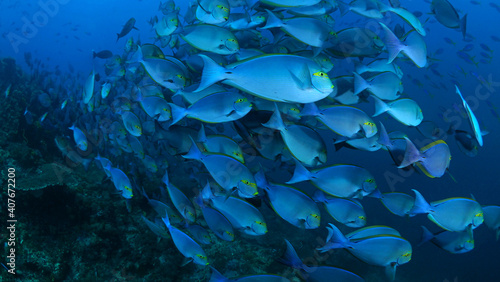 Fish swimming above coral reef in Komodo