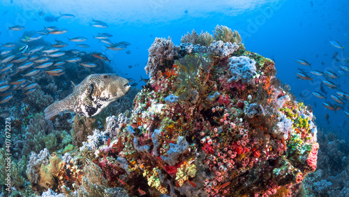 Fototapeta Naklejka Na Ścianę i Meble -  Pufferfish swimming above pristine coral reef