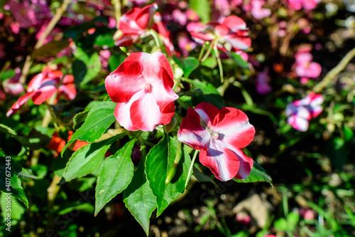 Close up of vivid pink  red and white impatiens walleriana flowers in a sunny summer garden  beautiful outdoor floral background photographed with soft focus.