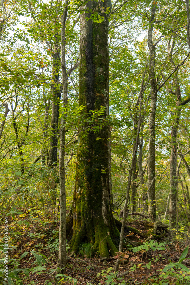 Obraz premium 青森県 白神山地 十二湖のブナ林