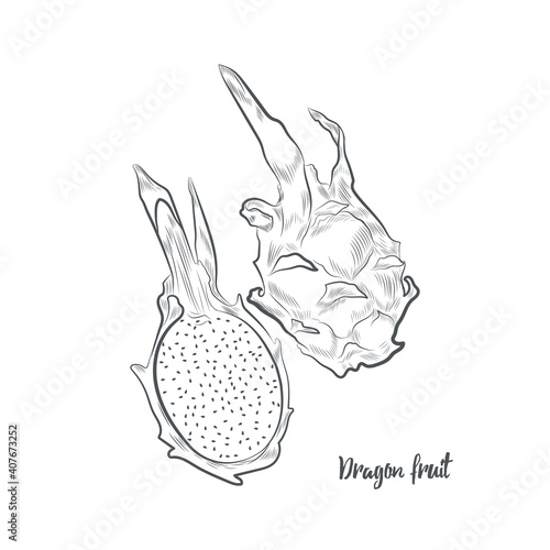 Dragon fruit sketch vector illustration. Hand drawn pitaya isolated on white background.