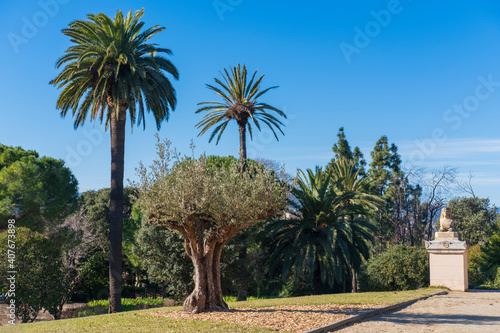 Splendid day in the park, with an olive tree in the cenreo and some palm trees