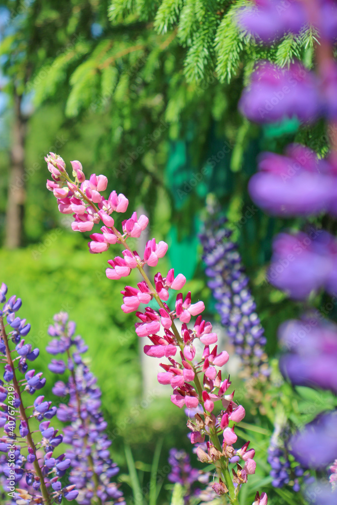 flowers in the garden