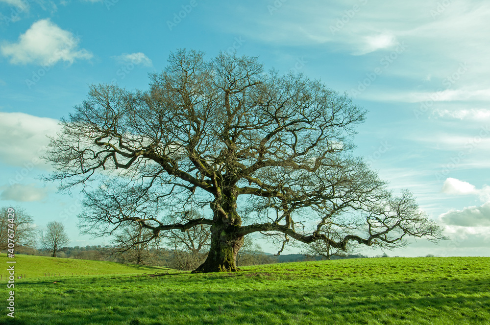 Oak tree in springtime
