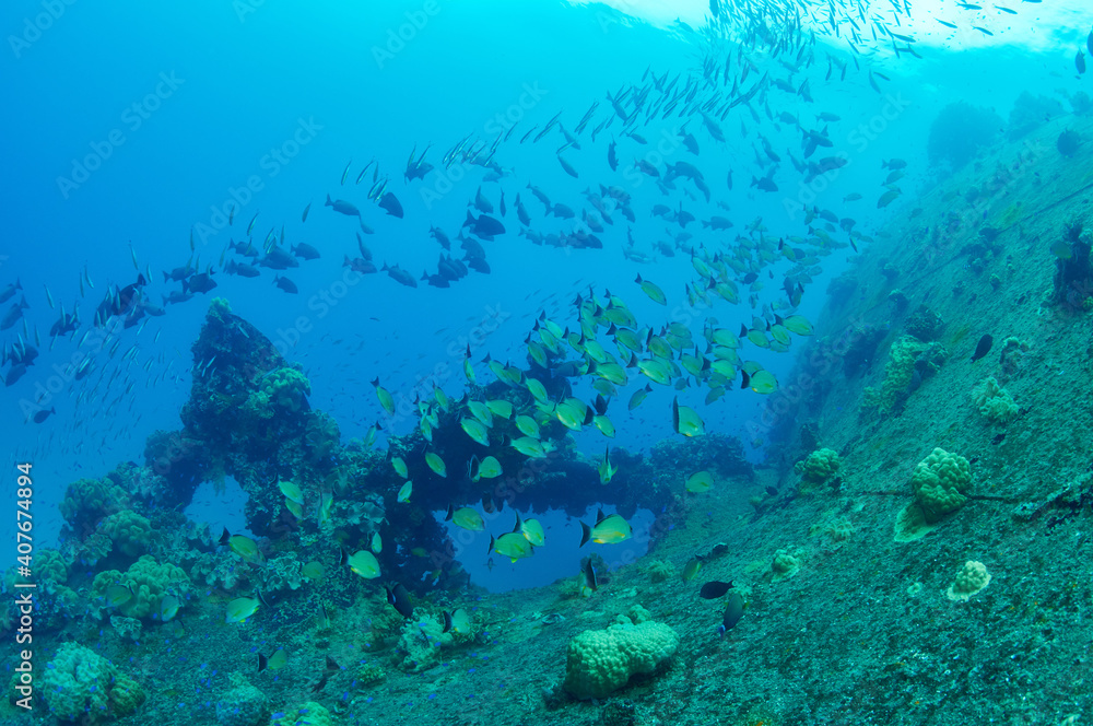 Fototapeta premium Fish living on a wreck