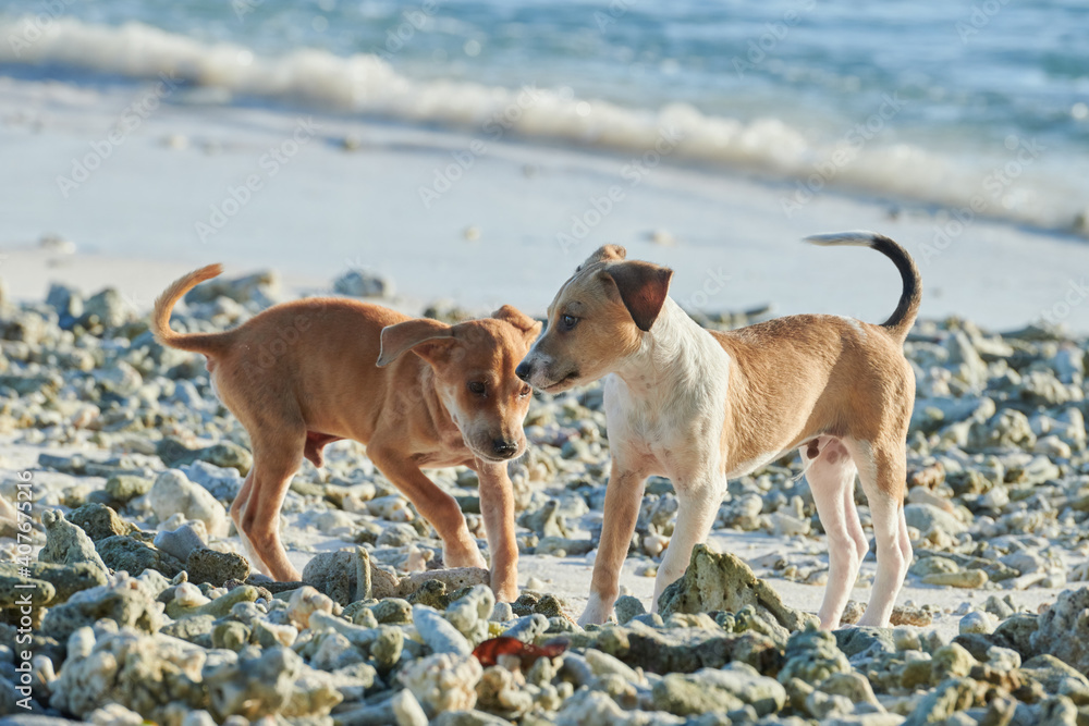 Brother and sister dogs running on the beach Brother and sister dogs running on the beach