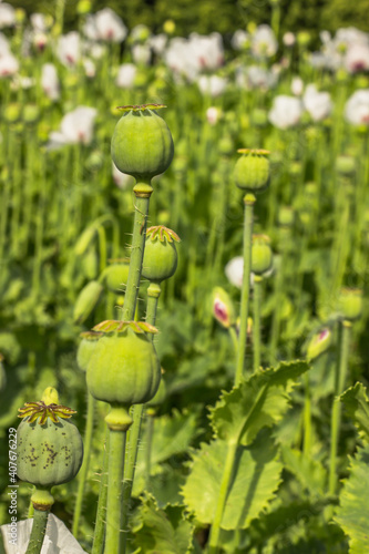 Detail of unripe white Poppy head and flowers.Poppy field. Capsules of poppy in summer blurred background. Agricultural scene. Opium poppy seed heads close up.Natural spring colorful wallpaper.