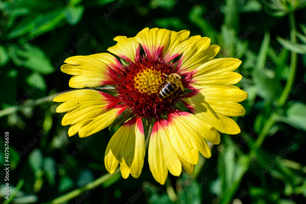 One vivid yellow and red Gaillardia flower, common known as blanket flower, and blurred green leaves in soft focus, in a garden in a sunny summer day, beautiful outdoor floral background. One vivid yellow and red Gaillardia flower, common known as blanket flower, and blurred green leaves in soft focus, in a garden in a sunny summer day, beautiful outdoor floral background.