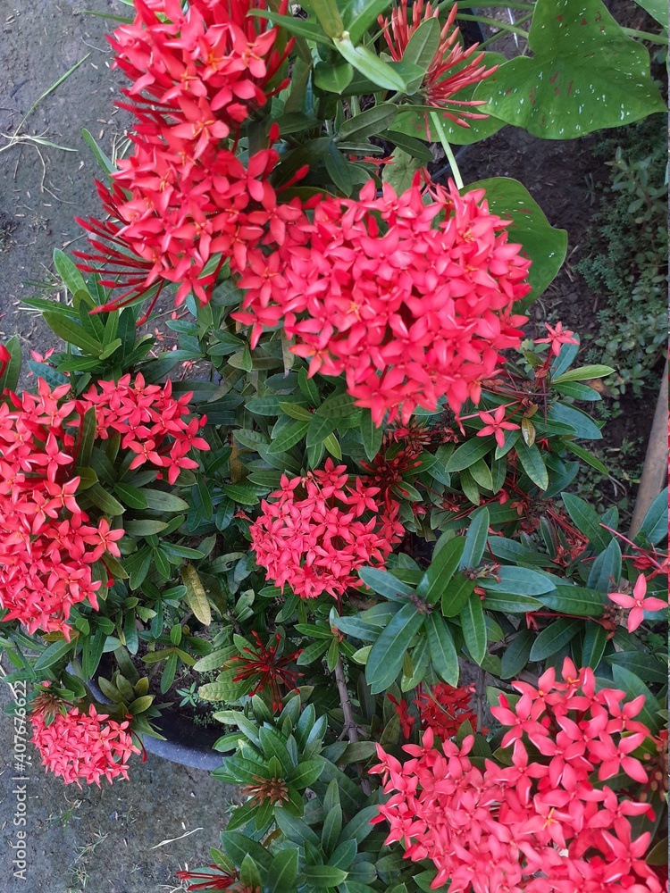 pink flowers in a garden