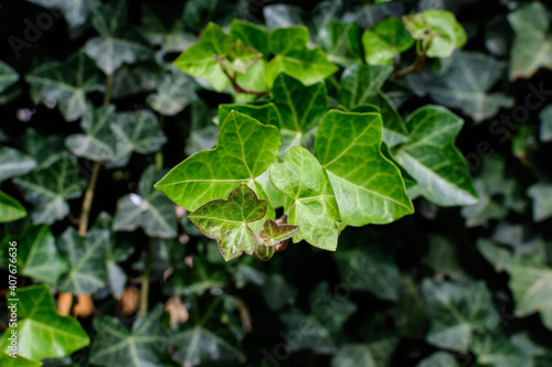 Wallpaper Mural Background with many green leaves of Hedera helix, the common ivy, English or European ivy plant in an autumn garden, beautiful outdoor monochrome background. Torontodigital.ca