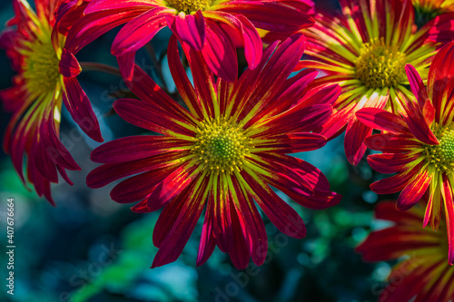 Beautiful  red chrysanthemums close up in autumn Sunny day in the garden. Autumn flowers. Flower head © Black_Cherry_Spb
