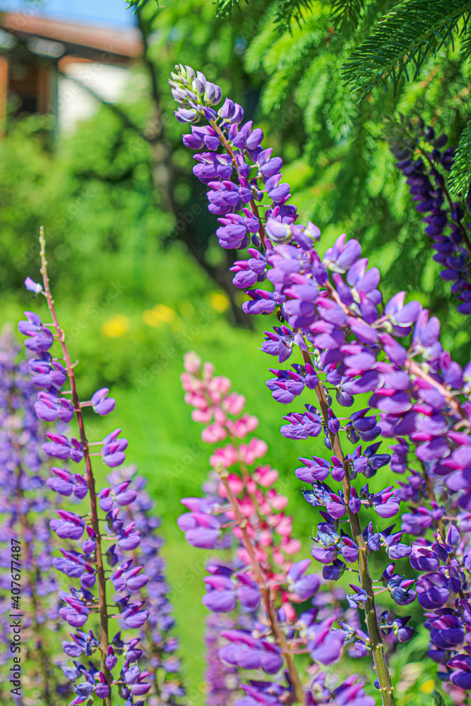 Obraz premium flowers in the garden