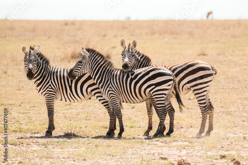 three zebras standing sideways looking at photographer  funny trio 