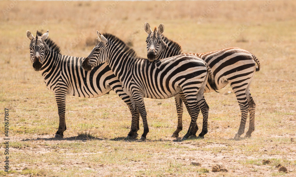 three zebras standing sideways looking at photographer (funny trio) three zebras standing sideways looking at photographer (funny trio)
