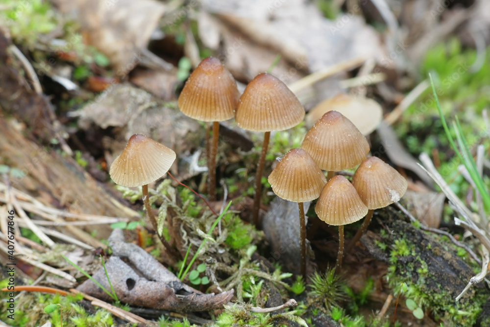 Mycena silvae-nigrae, known as Pine bonnet, an early spring bonnet growing on May in Finland Mycena silvae-nigrae, known as Pine bonnet, an early spring bonnet growing on May in Finland