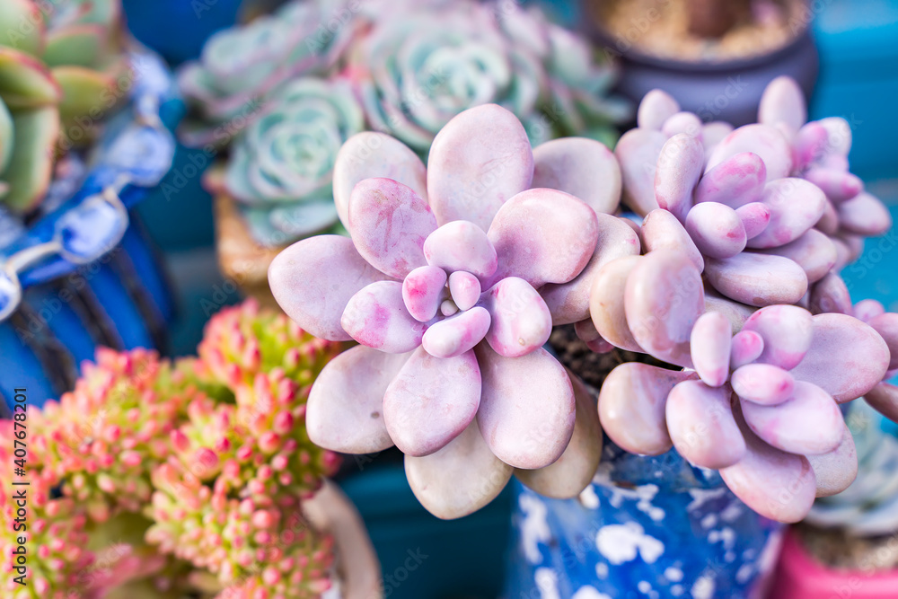 Obraz premium Miniature succulent plants (succulent cactus) at the garden