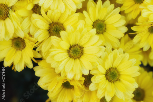 Beautiful  yellow chrysanthemums close up in autumn Sunny day in the garden. Autumn flowers. Flower head