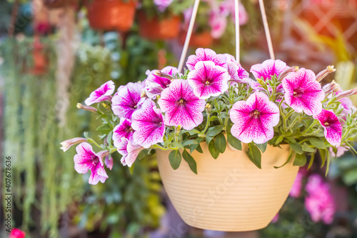 Photos colourful petunia flowers hanging in garden