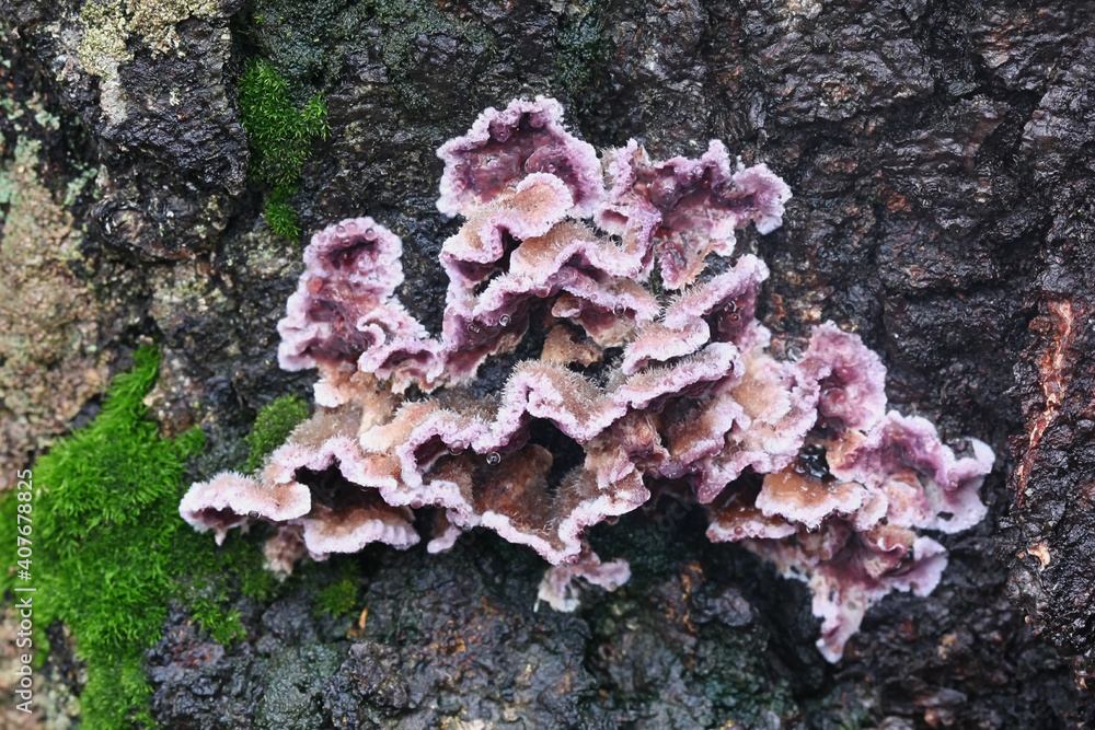 Chondrostereum purpureum, commonly known as the silverleaf fungus, used ...