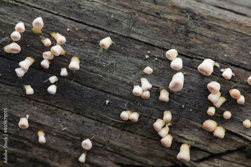 Ditiola radicata, a jelly fungus with no common name growing wild in Finland Ditiola radicata, a jelly fungus with no common name growing wild in Finland