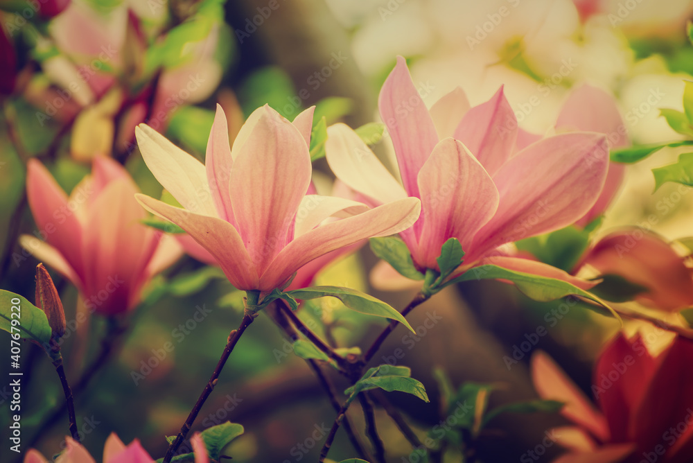 Magnolia spring flowers Magnolia spring flowers