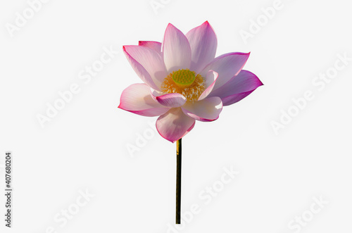 Pink Lotus flower isolated on white background © Nisathon Studio