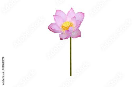 Lotus flower isolated on white background with Clipping Paths. © Nisathon Studio