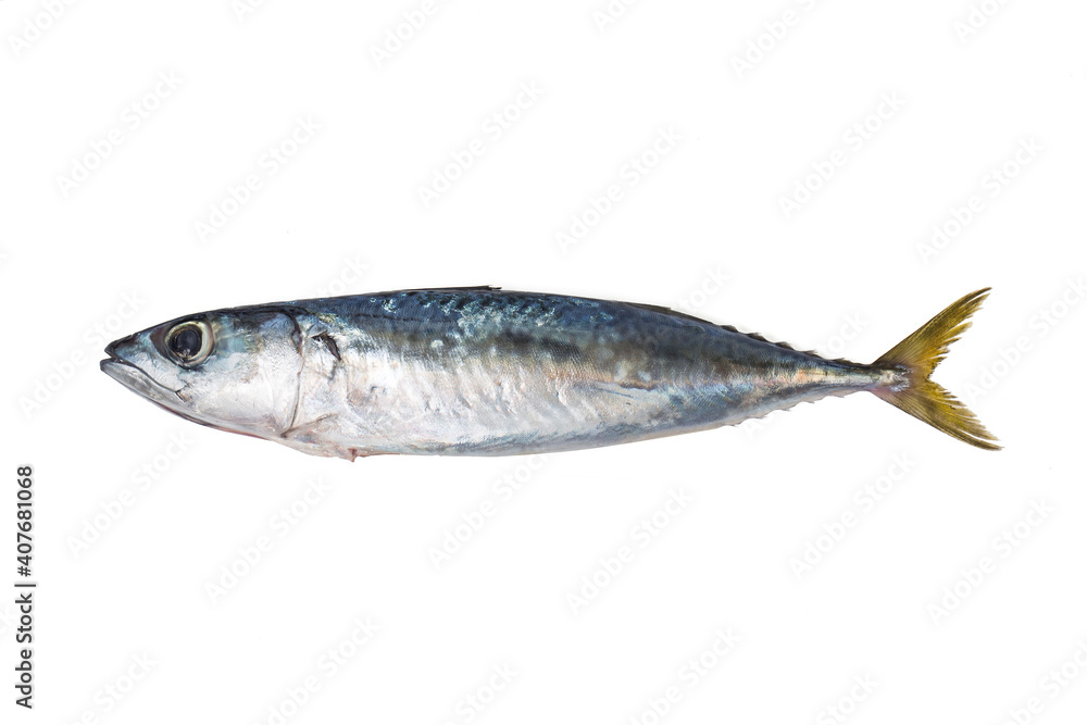 spanish mackerel spanish mackerel