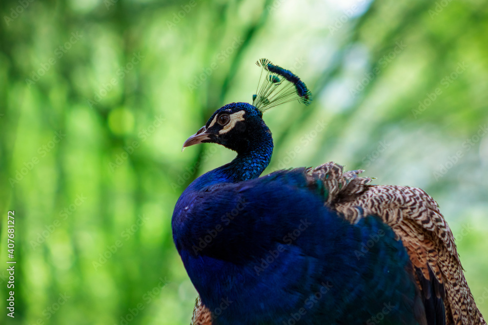Obraz premium Close up of the cute peacock (brightly bird) on a green background
