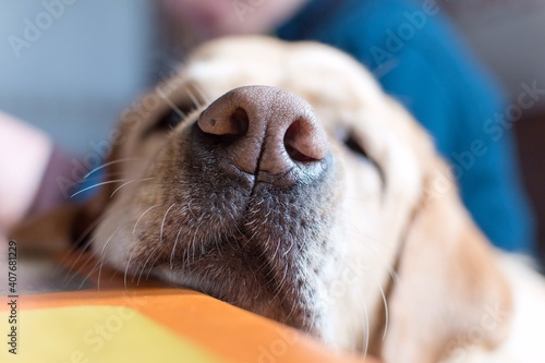 Primer plano de la trufa de un perro 