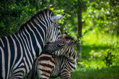 Zebra family resting in the shadow in Quenn Elizabeth National Park of Uganda...