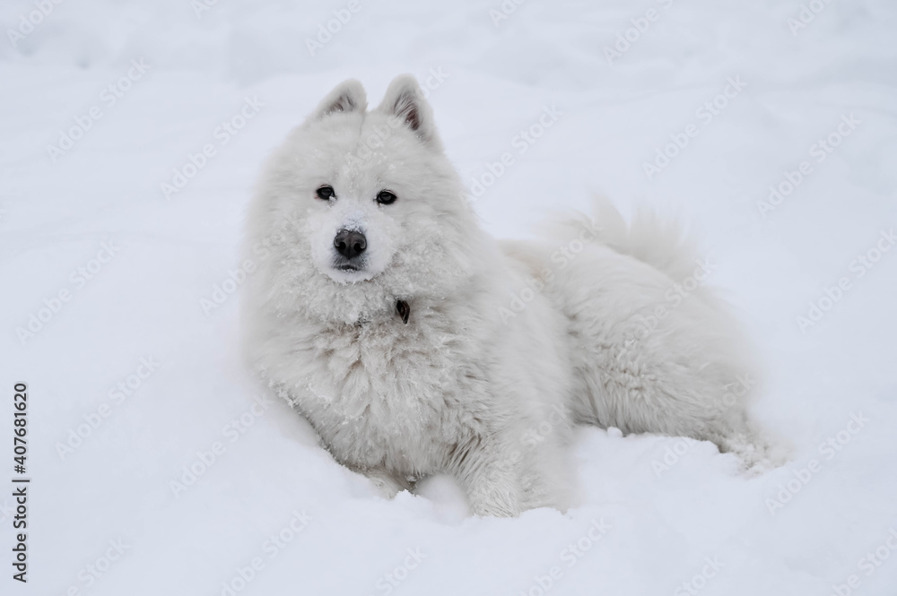 White fluffy samoyed dog on the snow. Cold winter. Cute pet.
