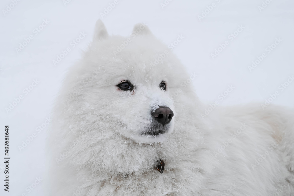 Portrait of white fluffy samoyed dog on the snow. Cold winter. Cute pet. Portrait of white fluffy samoyed dog on the snow. Cold winter. Cute pet.