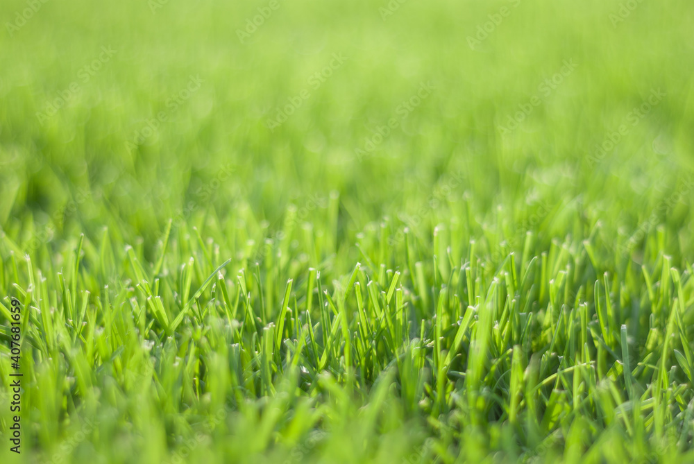 Green grass in sunset light, blurred background. Place for your text Green grass in sunset light, blurred background. Place for your text