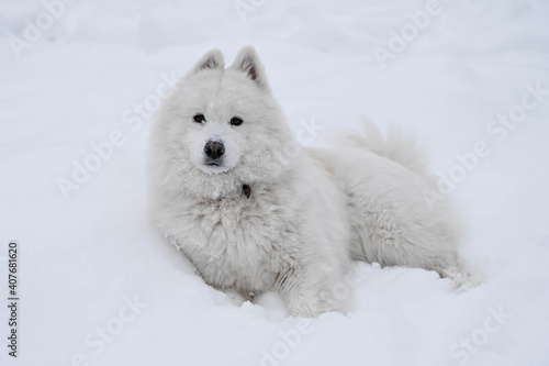 White fluffy samoyed dog on the snow. Cold winter. Cute pet.