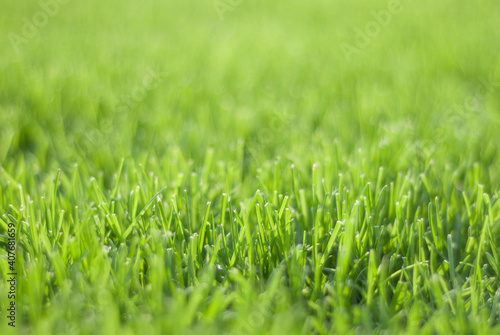 Green grass in sunset light, blurred background. Place for your text