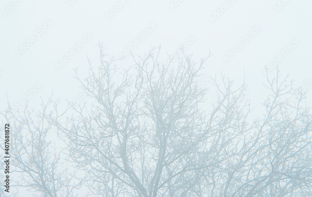 tree branches without leaves in the fog tree branches without leaves in the fog