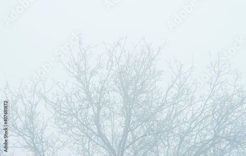 tree branches without leaves in the fog