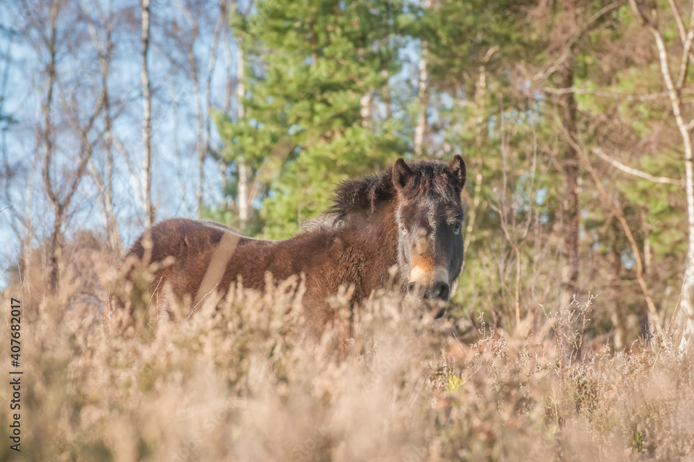 Free-roaming Exmoor pony in autumnal heathland and woodland Free-roaming Exmoor pony in autumnal heathland and woodland