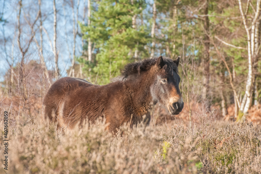 Free-roaming Exmoor pony in autumnal heathland and woodland Free-roaming Exmoor pony in autumnal heathland and woodland
