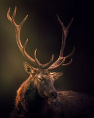 Poster Zwart Majestueus hert in donker bos  © Maikel Valle/Wirestock
