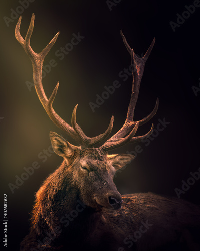 Canvas-taulu Beautiful deer on a dark background