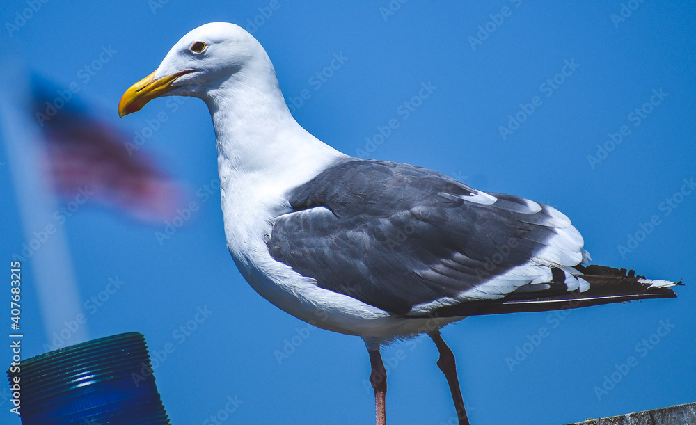 custom made wallpaper toronto digitalseagull on the pier