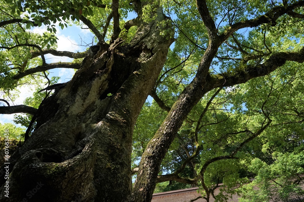 Sacred Tree at Oyamazumi Jinjya or Shrine in Omishima island, Imabari city, Ehime prefecture, Japan. Shimanami kaido - 大山祇神社 大三島 しまなみ海道 愛媛 日本 御神木