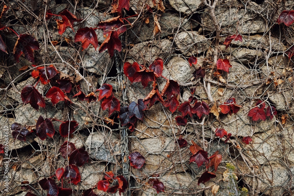 red leaves on a stone wall