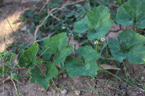 The gourd, vegetables for cooking in Thailand.