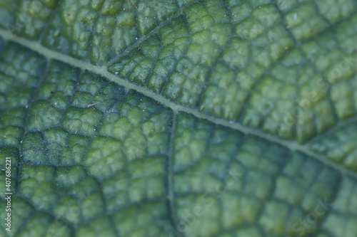 The gourd, vegetables for cooking in Thailand.