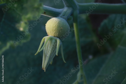 The gourd, vegetables for cooking in Thailand.