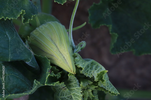 The gourd, vegetables for cooking in Thailand.